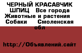 ЧЕРНЫЙ КРАСАВЧИК ШПИЦ - Все города Животные и растения » Собаки   . Смоленская обл.